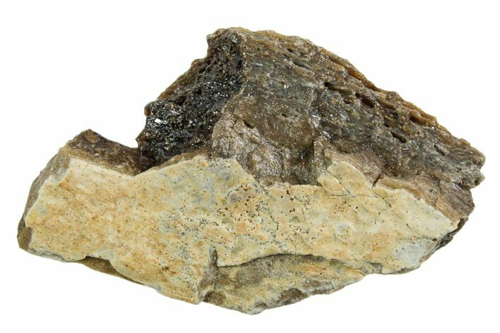 Fossil Tyrannosaur (T rex) Bone Section - Wyoming #352887
